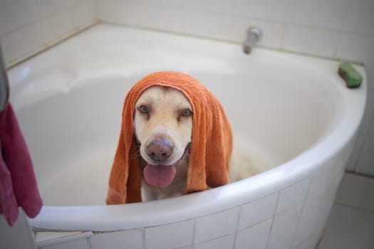 Portrait, dog and cleaning in bathroom in home for wellness, hygiene or health of animal in towel. Pet, face and wash labrador retriever in bathtub water for grooming hair or care of cute canine.