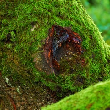 Moss, nature and tree trunk with sap, forest and woods environment with bark. Plant, flora and gum from rainforest ecosystem, traditional medicine and collection in green bush or woodland in autumn.