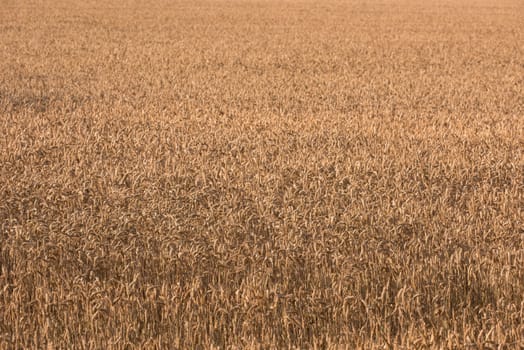 Wheat field, landscape and farming with nature in countryside, sustainability and growth for environment. Eco friendly, plant or grain for agriculture, ecosystem and harvest on farmland in Italy.