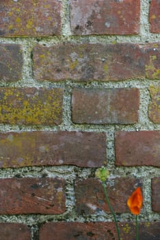 Brick, wall and cement with poppy flower in nature, outside and block with concrete for home build. Masonry, brickwork and weather for outdoor stone architecture, plant or weathered and aged material.