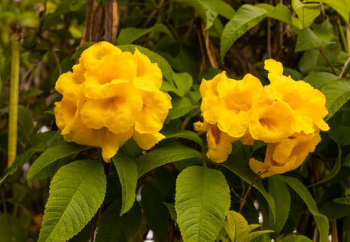 Yellow Bells Tecoma Stans Perennial Shrub, Trumpet Vine Family, Bignoniaceae, Blooming Broadleaf Evergreen Shrub Or Small Tree. Closeup, Horizontal. Botany, Floriculture. High quality photo