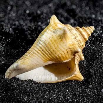 Strombus pugilis seashell on a black sand background close-up
