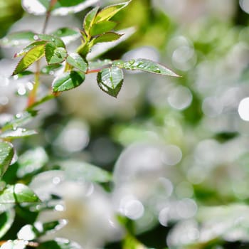 Green leaves with dew drops on bokeh background, shallow depth of field. Natural backdrop