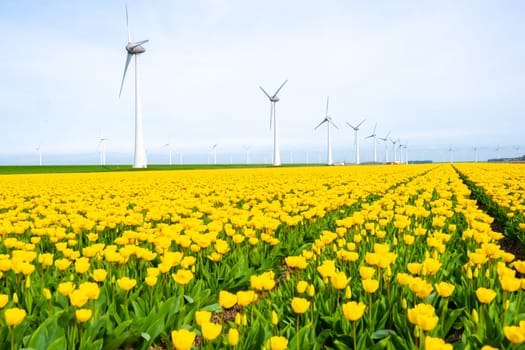 windmill park with yellow tulip flowers in Spring, windmill turbines in the Netherlands Europe. windmill turbines in the Noordoostpolder Flevoland