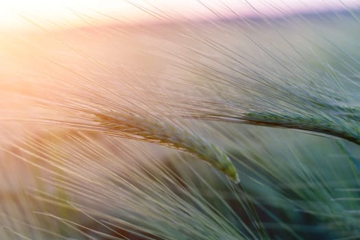 barley with spikes in field, back lit cereal crops plantation in sunset.