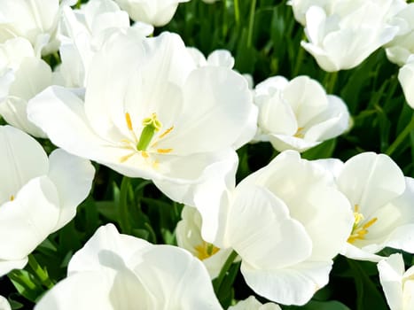 Vibrant white tulips in bloom with yellow stamens on sunny day, close up view of fresh spring flowers with soft petals and green stems in garden setting. High quality photo