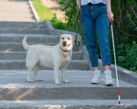 Close-up of the legs of a blind woman walking down the stairs with a tactile cane and with a guide dog