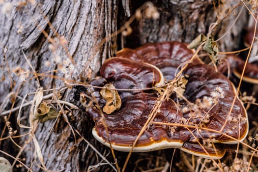 Magic of wild flora, unusually bright shiny mushrooms on stump tree, pleasant nature texture calm dark light brown background.