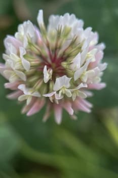 The Magic of Spring. The Awakening of Nature and the Macro View of Wild Flowers. Fascinating Details of the Natural Revival of Spring. Awakening of Nature with Macro Photography of Wild Flowers.