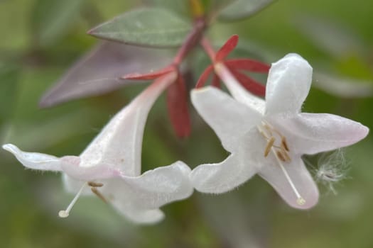 The Magic of Spring. The Awakening of Nature and the Macro View of Wild Flowers. Fascinating Details of the Natural Revival of Spring. Awakening of Nature with Macro Photography of Wild Flowers.