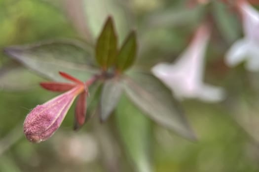 The Magic of Spring. The Awakening of Nature and the Macro View of Wild Flowers. Fascinating Details of the Natural Revival of Spring. Awakening of Nature with Macro Photography of Wild Flowers.