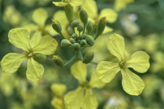 The Magic of Spring. The Awakening of Nature and the Macro View of Wild Flowers. Fascinating Details of the Natural Revival of Spring. Awakening of Nature with Macro Photography of Wild Flowers.