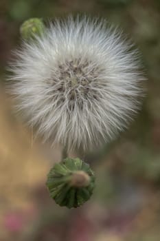 The Magic of Spring. The Awakening of Nature and the Macro View of Wild Flowers. Fascinating Details of the Natural Revival of Spring. Awakening of Nature with Macro Photography of Wild Flowers.