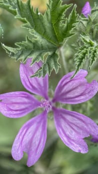 The Magic of Spring. The Awakening of Nature and the Macro View of Wild Flowers. Fascinating Details of the Natural Revival of Spring. Awakening of Nature with Macro Photography of Wild Flowers.