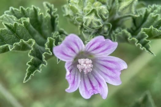 The Magic of Spring. The Awakening of Nature and the Macro View of Wild Flowers. Fascinating Details of the Natural Revival of Spring. Awakening of Nature with Macro Photography of Wild Flowers.