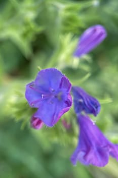 The Magic of Spring. The Awakening of Nature and the Macro View of Wild Flowers. Fascinating Details of the Natural Revival of Spring. Awakening of Nature with Macro Photography of Wild Flowers.