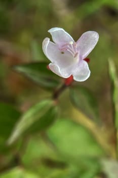 The Magic of Spring. The Awakening of Nature and the Macro View of Wild Flowers. Fascinating Details of the Natural Revival of Spring. Awakening of Nature with Macro Photography of Wild Flowers.