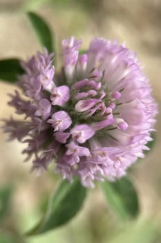 The Magic of Spring. The Awakening of Nature and the Macro View of Wild Flowers. Fascinating Details of the Natural Revival of Spring. Awakening of Nature with Macro Photography of Wild Flowers.