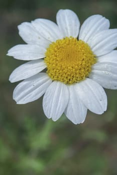 The Magic of Spring. The Awakening of Nature and the Macro View of Wild Flowers. Fascinating Details of the Natural Revival of Spring. Awakening of Nature with Macro Photography of Wild Flowers.