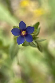 The Magic of Spring. The Awakening of Nature and the Macro View of Wild Flowers. Fascinating Details of the Natural Revival of Spring. Awakening of Nature with Macro Photography of Wild Flowers.