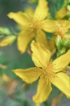 The Magic of Spring. The Awakening of Nature and the Macro View of Wild Flowers. Fascinating Details of the Natural Revival of Spring. Awakening of Nature with Macro Photography of Wild Flowers.