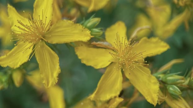 The Magic of Spring. The Awakening of Nature and the Macro View of Wild Flowers. Fascinating Details of the Natural Revival of Spring. Awakening of Nature with Macro Photography of Wild Flowers.