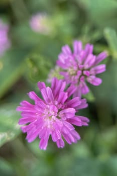 The Magic of Spring. The Awakening of Nature and the Macro View of Wild Flowers. Fascinating Details of the Natural Revival of Spring. Awakening of Nature with Macro Photography of Wild Flowers.