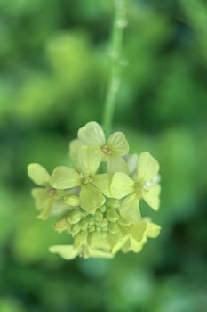 The Magic of Spring. The Awakening of Nature and the Macro View of Wild Flowers. Fascinating Details of the Natural Revival of Spring. Awakening of Nature with Macro Photography of Wild Flowers.