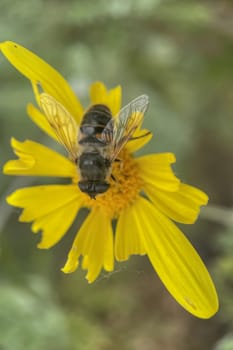 Embracing the Splendor of Spring.The Graceful Dance of Bee Collecting Pollen from Flowers and the Awakening of Nature