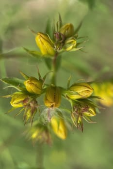 The Magic of Spring. The Awakening of Nature and the Macro View of Wild Flowers. Fascinating Details of the Natural Revival of Spring. Awakening of Nature with Macro Photography of Wild Flowers.