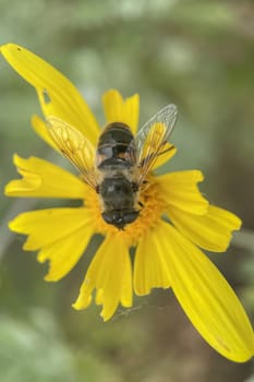 Embracing the Splendor of Spring.The Graceful Dance of Bee Collecting Pollen from Flowers and the Awakening of Nature