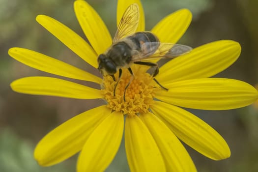 Embracing the Splendor of Spring.The Graceful Dance of Bee Collecting Pollen from Flowers and the Awakening of Nature