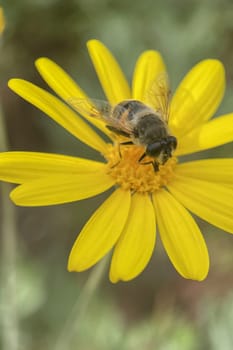 Embracing the Splendor of Spring.The Graceful Dance of Bee Collecting Pollen from Flowers and the Awakening of Nature