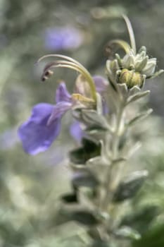 The Magic of Spring. The Awakening of Nature and the Macro View of Wild Flowers. Fascinating Details of the Natural Revival of Spring. Awakening of Nature with Macro Photography of Wild Flowers.