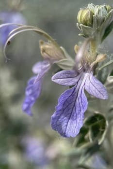 The Magic of Spring. The Awakening of Nature and the Macro View of Wild Flowers. Fascinating Details of the Natural Revival of Spring. Awakening of Nature with Macro Photography of Wild Flowers.