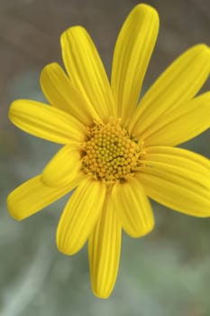 The Magic of Spring. The Awakening of Nature and the Macro View of Wild Flowers. Fascinating Details of the Natural Revival of Spring. Awakening of Nature with Macro Photography of Wild Flowers.