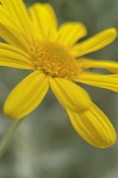 The Magic of Spring. The Awakening of Nature and the Macro View of Wild Flowers. Fascinating Details of the Natural Revival of Spring. Awakening of Nature with Macro Photography of Wild Flowers.