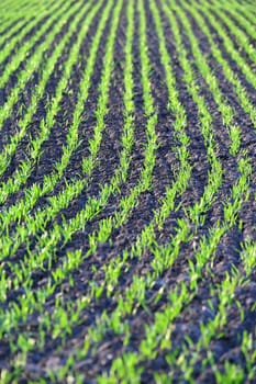 Beautiful green field at sunset. Spring time in nature. Young and small plants in the soil starting to grow. Concept for agriculture.