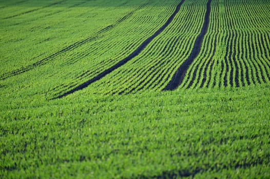 Beautiful green field at sunset. Spring time in nature. Young and small plants in the soil starting to grow. Concept for agriculture.