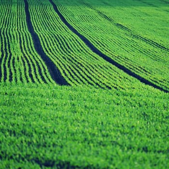 Beautiful green field at sunset. Spring time in nature. Young and small plants in the soil starting to grow. Concept for agriculture.