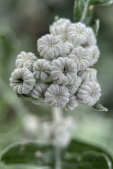 The Magic of Spring. The Awakening of Nature and the Macro View of Wild Flowers. Fascinating Details of the Natural Revival of Spring. Awakening of Nature with Macro Photography of Wild Flowers.