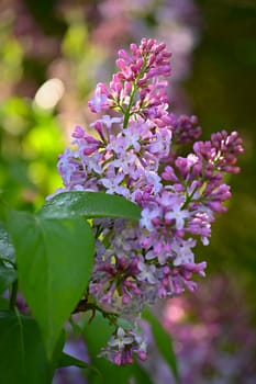 Beautiful blooming spring shrub. Purple lilac. (Syringa) Blurred natural green background.