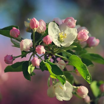 A beautifully blossoming fruit tree - an apple tree. White flowers in nature and spring time. Background for May.