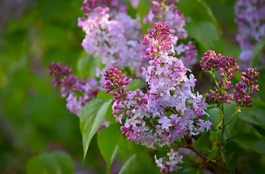 Beautiful blooming spring shrub. Purple lilac. (Syringa) Blurred natural green background.