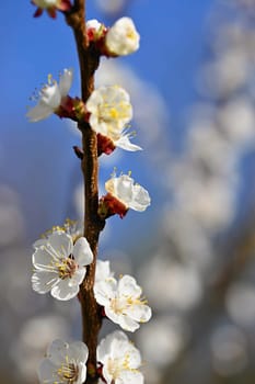 Beautiful blooming white tree with blue sky in spring time. Nature and spring background with flowers. (Prunus mume)