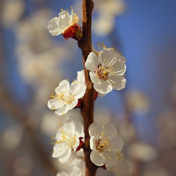 Beautiful blooming white tree with blue sky in spring time. Nature and spring background with flowers. (Prunus mume)