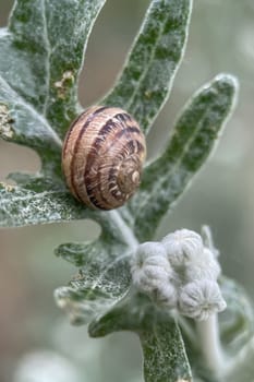 Snail clinging to a leaf on a rainy spring day. Nature concept.