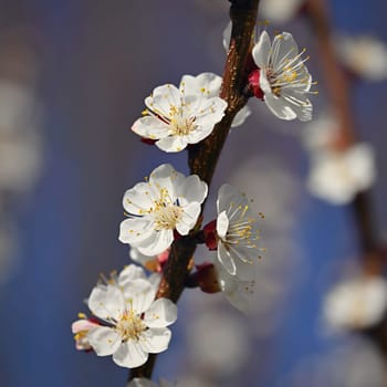 Beautiful blooming white tree with blue sky in spring time. Nature and spring background with flowers. (Prunus mume)