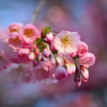 Spring background. Beautiful colorful blooming spring tree. Japanese cherry - Sakura. Nature background.