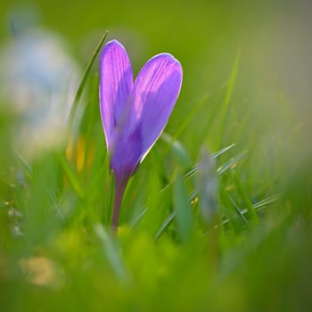 Spring background with flowers. Nature and delicate photo with details of blooming colorful crocuses in spring time.(Crocus vernus)